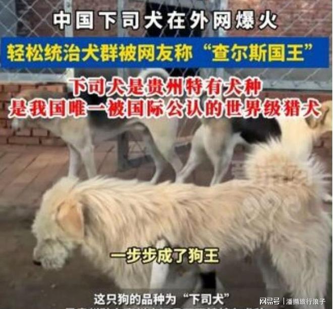 火！身价飙升至10万美元狗主人被扒麻将胡了贵州下司犬“查理国王”爆(图7)