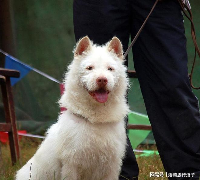 火！身价飙升至10万美元狗主人被扒麻将胡了贵州下司犬“查理国王”爆(图3)