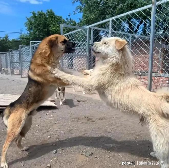 火！身价飙升至10万美元狗主人被扒麻将胡了贵州下司犬“查理国王”爆(图11)
