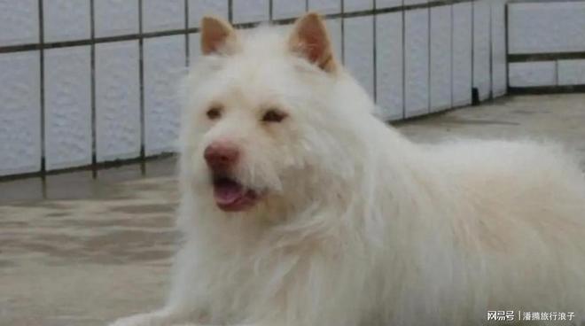 火！身价飙升至10万美元狗主人被扒麻将胡了贵州下司犬“查理国王”爆(图4)