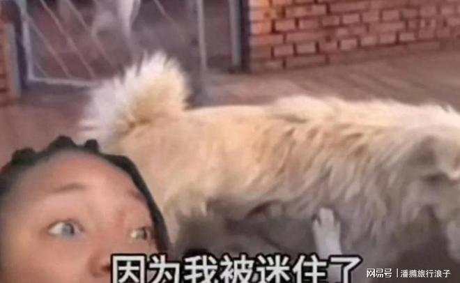 火！身价飙升至10万美元狗主人被扒麻将胡了贵州下司犬“查理国王”爆(图8)