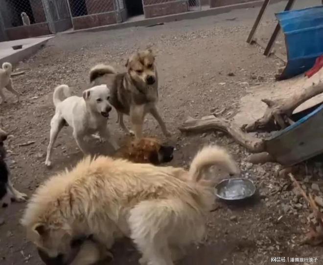 火！身价飙升至10万美元狗主人被扒麻将胡了贵州下司犬“查理国王”爆(图2)