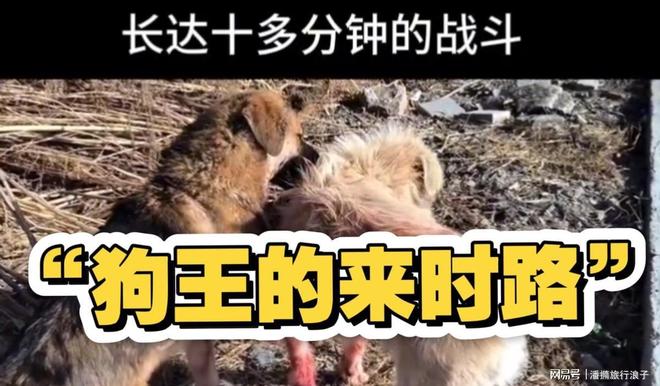 火！身价飙升至10万美元狗主人被扒麻将胡了贵州下司犬“查理国