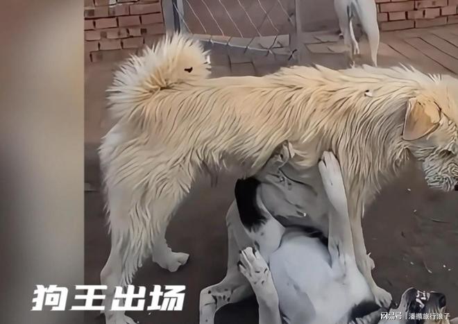 火！身价飙升至10万美元狗主人被扒麻将胡了贵州下司犬“查理国王”爆(图9)