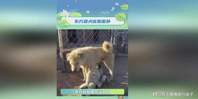 火！身价飙升至10万美元狗主人被扒麻将胡了贵州下司犬“查理国王”爆(图5)