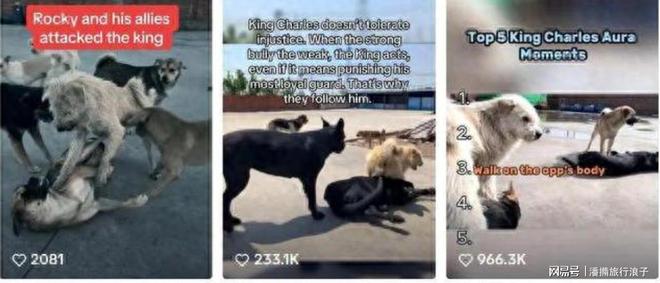 火！身价飙升至10万美元狗主人被扒麻将胡了贵州下司犬“查理国王”爆(图16)