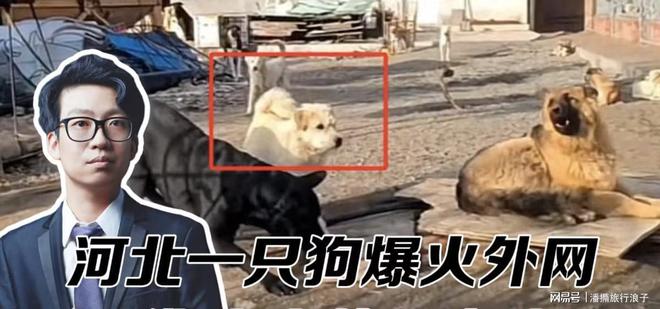 火！身价飙升至10万美元狗主人被扒麻将胡了贵州下司犬“查理国王”爆(图19)