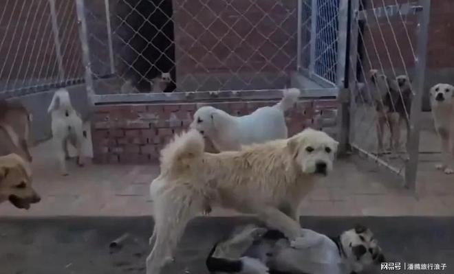 火！身价飙升至10万美元狗主人被扒麻将胡了贵州下司犬“查理国王”爆(图18)
