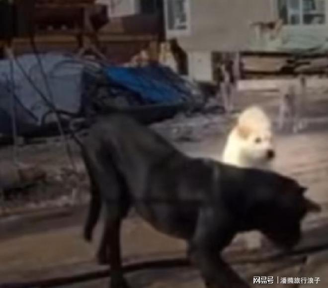 火！身价飙升至10万美元狗主人被扒麻将胡了贵州下司犬“查理国王”爆(图17)