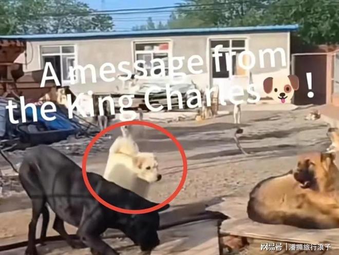 火！身价飙升至10万美元狗主人被扒麻将胡了贵州下司犬“查理国王”爆(图20)