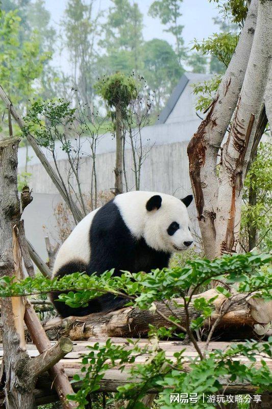 意事项和流程 成都3日游最佳方案PG电子麻将胡了2试玩成都旅游注(图2)
